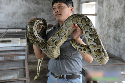 文昌市/蟒蛇养殖户曾先生最大的蟒蛇达50多斤