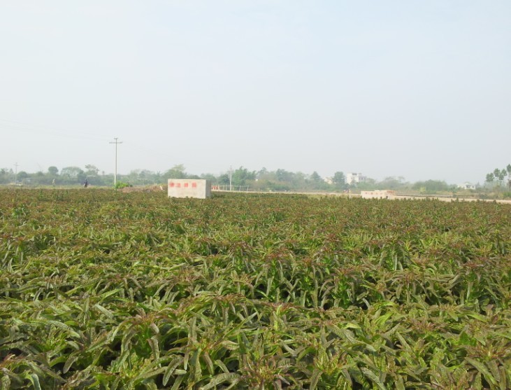 广西桂林:蔬菜价格好 产量效益双丰收_新农网